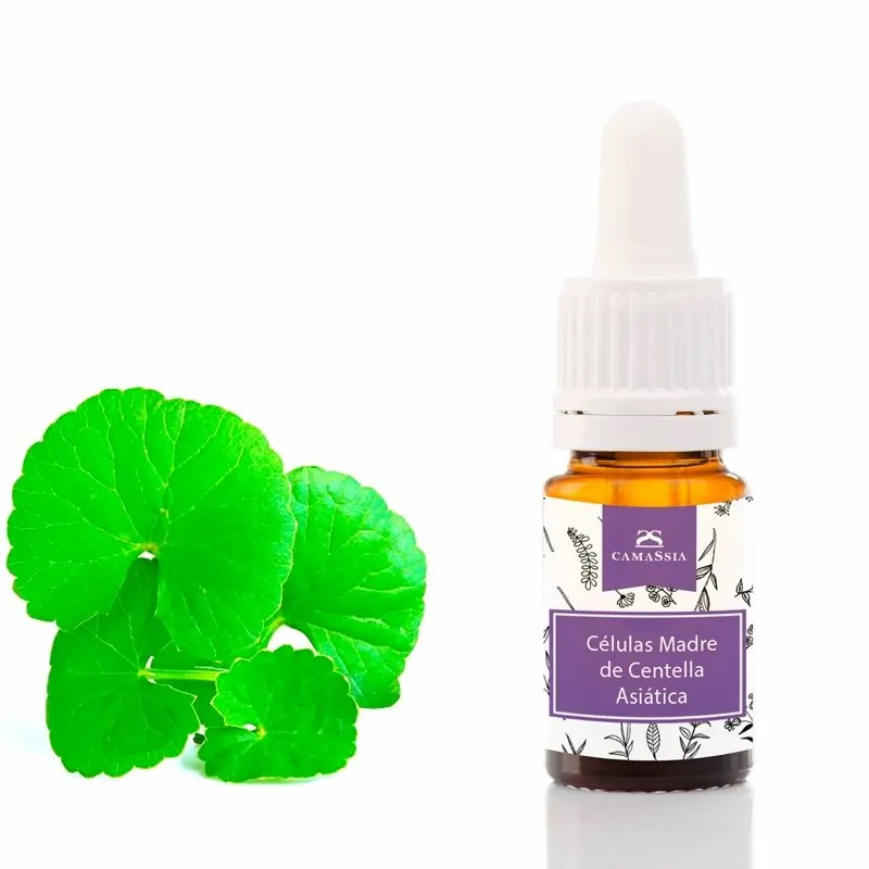 Camassia Células Madre de Centella Asiática para Cosmética Natural | Regeneración de la Piel | Antienvejecimiento