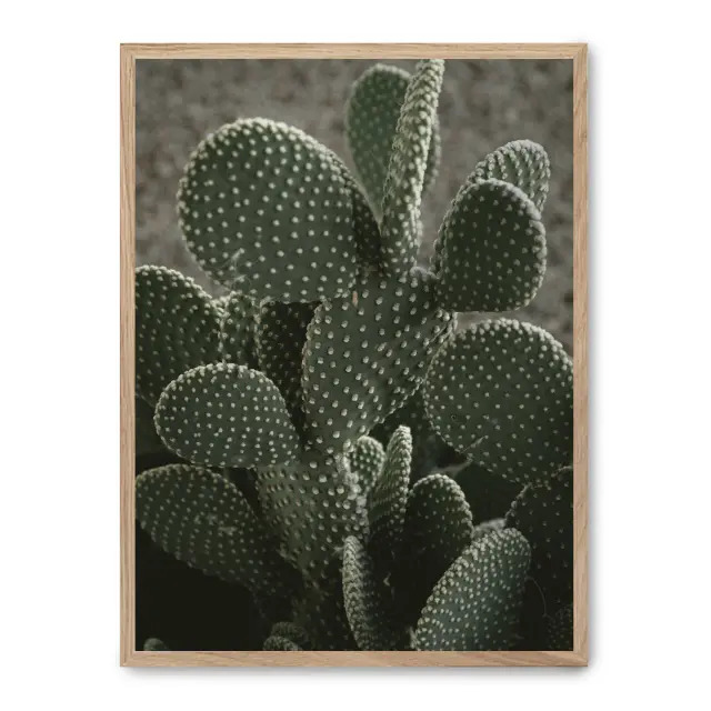 Cuadro cactus ii 30x40cm, Póster impreso en papel de primera calidad de 180gr, montado sobre marco de madera MDF acabado roble., Botánica - Naturaleza - Playantas