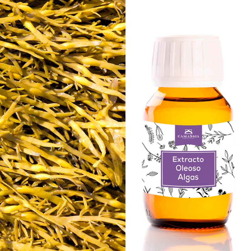 Camassia Aceite de algas marinas | Aceites vegetales |Concentrado de nutrición marina| 100ml