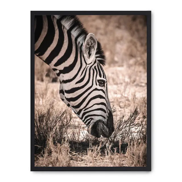 Cuadro grazing zebra 30x40cm, Póster impreso en papel de primera calidad de 180gr, montado sobre marco de madera MDF acabado en negro., Naturaleza - Safari