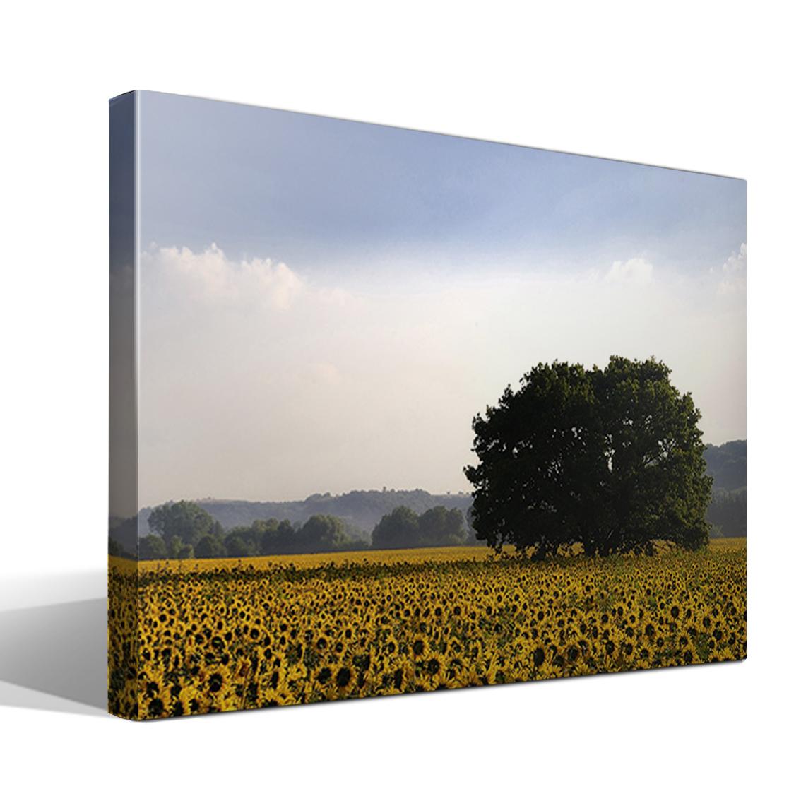 Cuadro Canvas Campo de Girasoles - Alta Resolución - Lienzo 100% Algodón - Bastidor de Madera - Fabricado en España