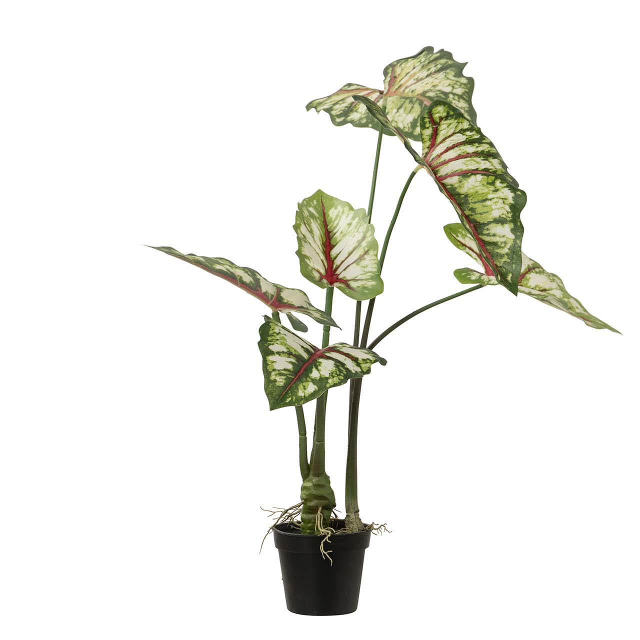 Planta caladium bicolor con maceta 50x50x70 cm , El mejor complemento para tu hogar.