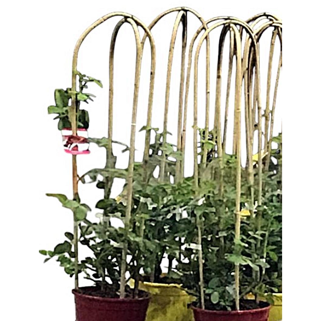 Tutores de Bambú en forma de arco 100% naturales, para entutorar plantas trepadoras y enredaderas, decorativas. Hay varias medidas