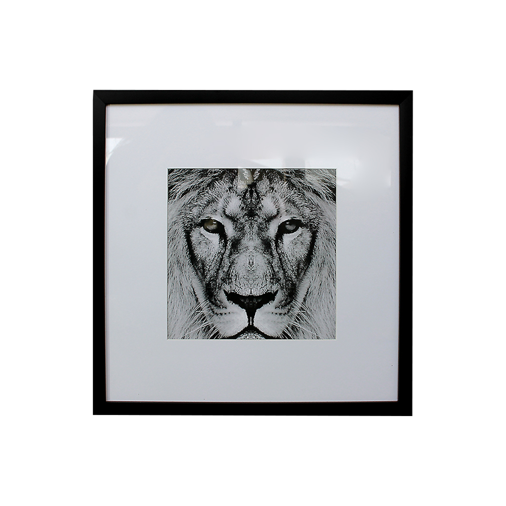ORION91® - Unidad - Cuadro león de pared con cristal y marco de madera negra, 43 x 3 x 43 cm, blanco y negro, decoración de habitación - spaziOrion91