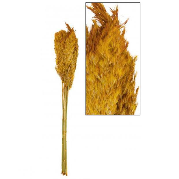 Pampas mostaza 75 cm