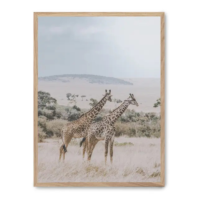 Cuadro giraffe in the savana i 30x40cm, Póster impreso en papel de primera calidad de 180gr, montado sobre marco de madera MDF acabado roble., Naturaleza - Safari