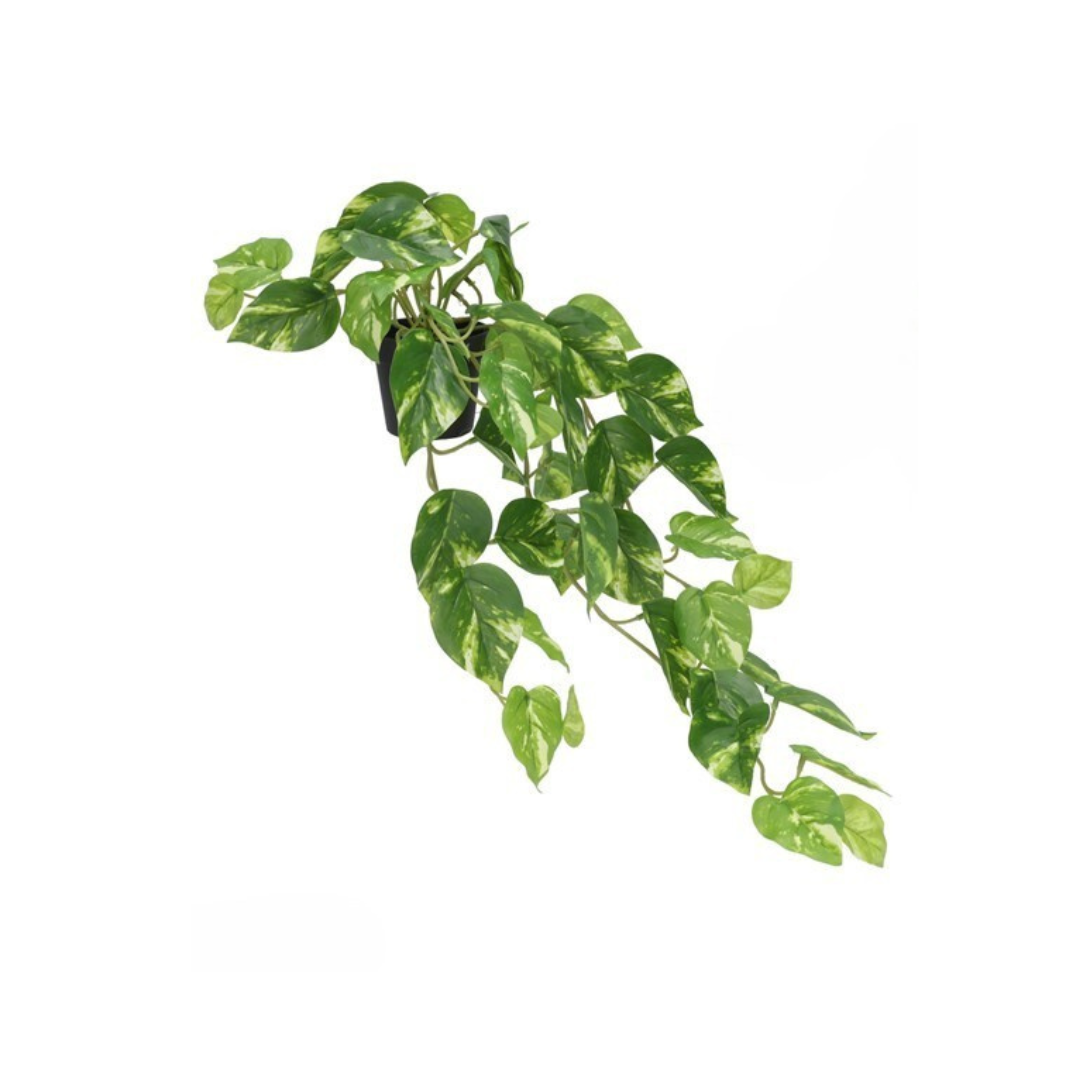 Gerimport Maceta Monstera -Potus x 51 - 62cm