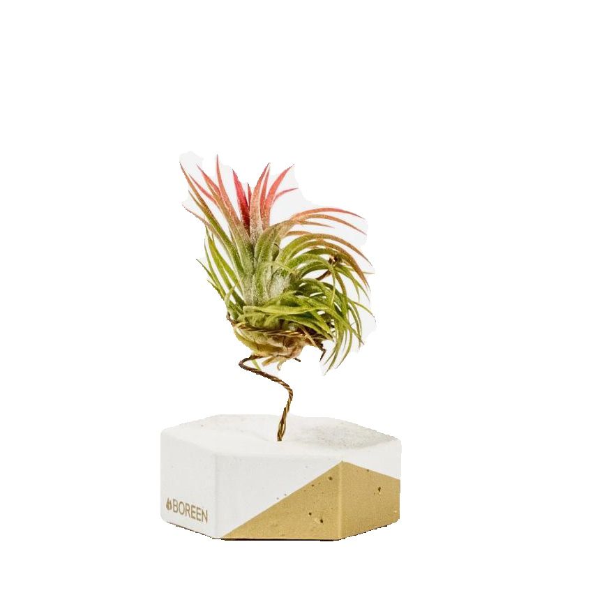 Planta de Aire Tillandsia Rubra con Soporte Hexagonal de Cemento y Detalle Dorado – Diseño Artesanal BOREEN, Ideal para Interiores Minimalistas
