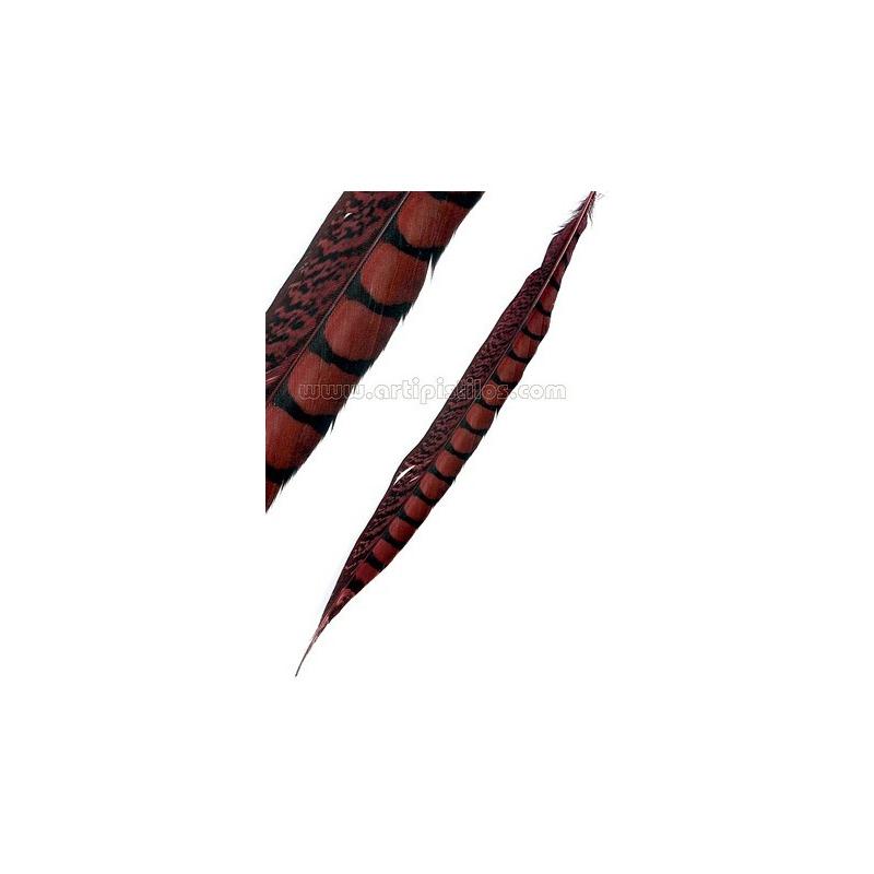 Pluma Faisán Lady Amherst 40-45 Cms - Sombreros | Alta Calidad