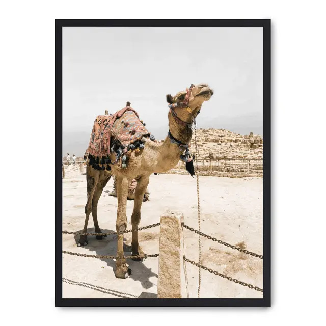 Lámina con marco negro CAMEL IN EGYPT II 21x30 cm, Póster impreso en papel de primera calidad de 180gr, montado sobre marco de madera MDF acabado en negro., Naturaleza - Desierto