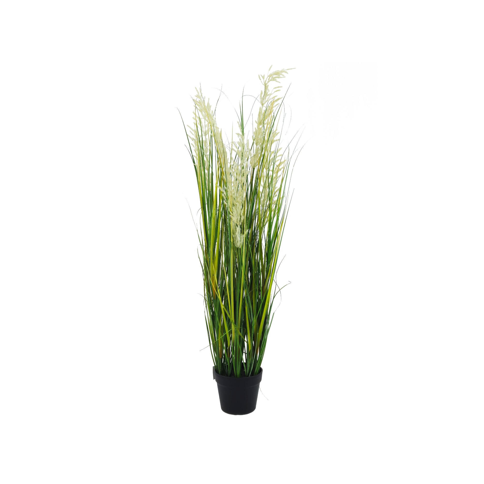 Planta de Pampa Cortadeira de 118 cm