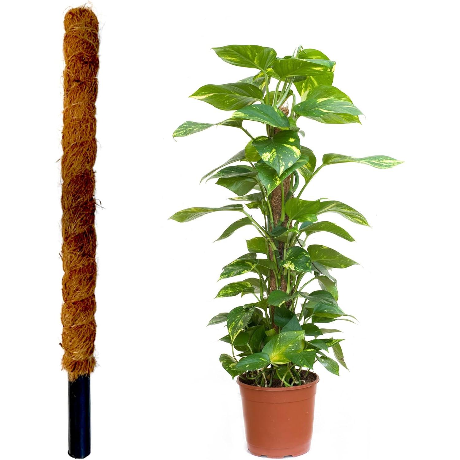 Tutor Fibra de Coco Natural para Plantas Trepadoras y Enredaderas, Guía para Las Raíces Varias Medidas Thayba
