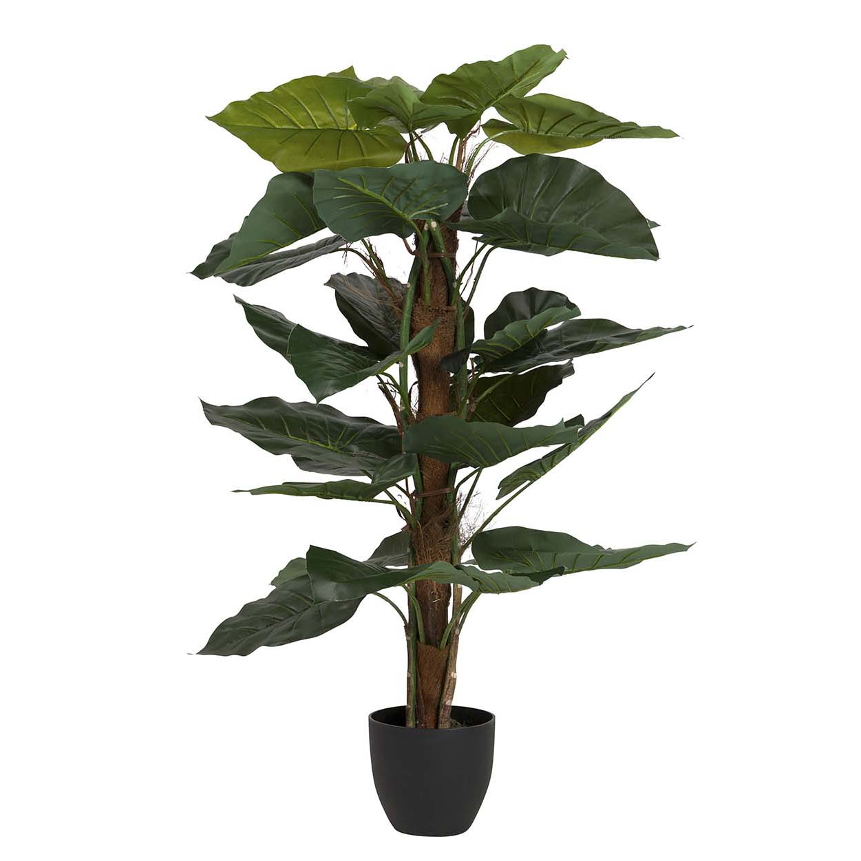 Planta taro con maceta 65x65x120 cm , El mejor complemento para tu hogar.