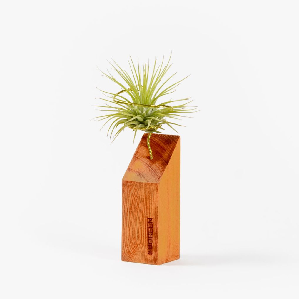 Planta de Aire Tillandsia Rubra con Soporte Alistonado a 45 grados cerezo - Diseño Minimalista Sostenible Hecho a Mano en España por BOREEN