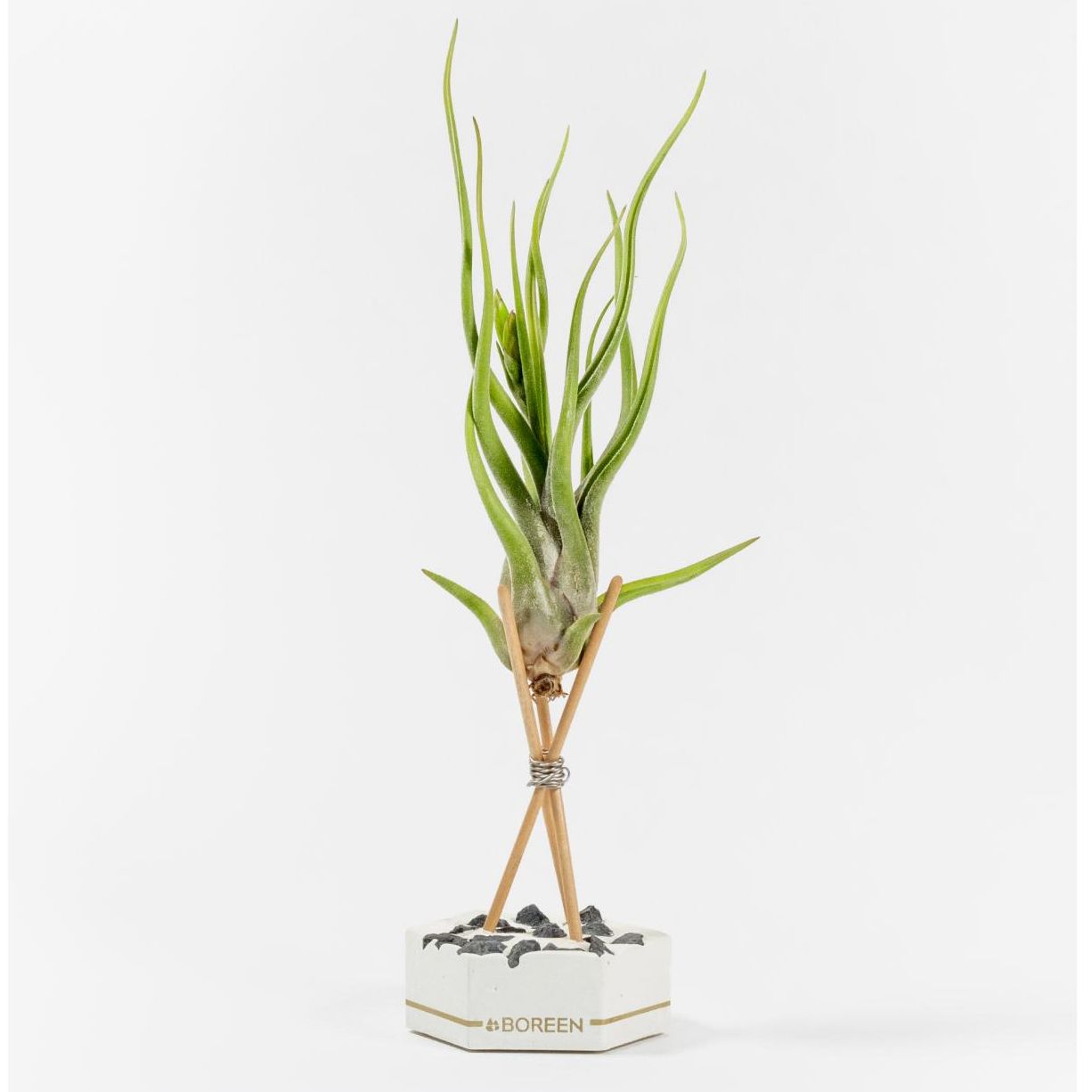 Planta de aire Tillandsia Caput-medusae con Hexágono de cemento, varillas de madera y piedras negras