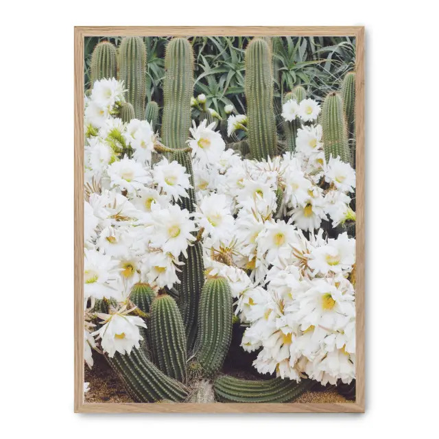 Cuadro cactus in flower 30x40cm, Póster impreso en papel de primera calidad de 180gr, montado sobre marco de madera MDF acabado roble., Naturaleza - Desierto