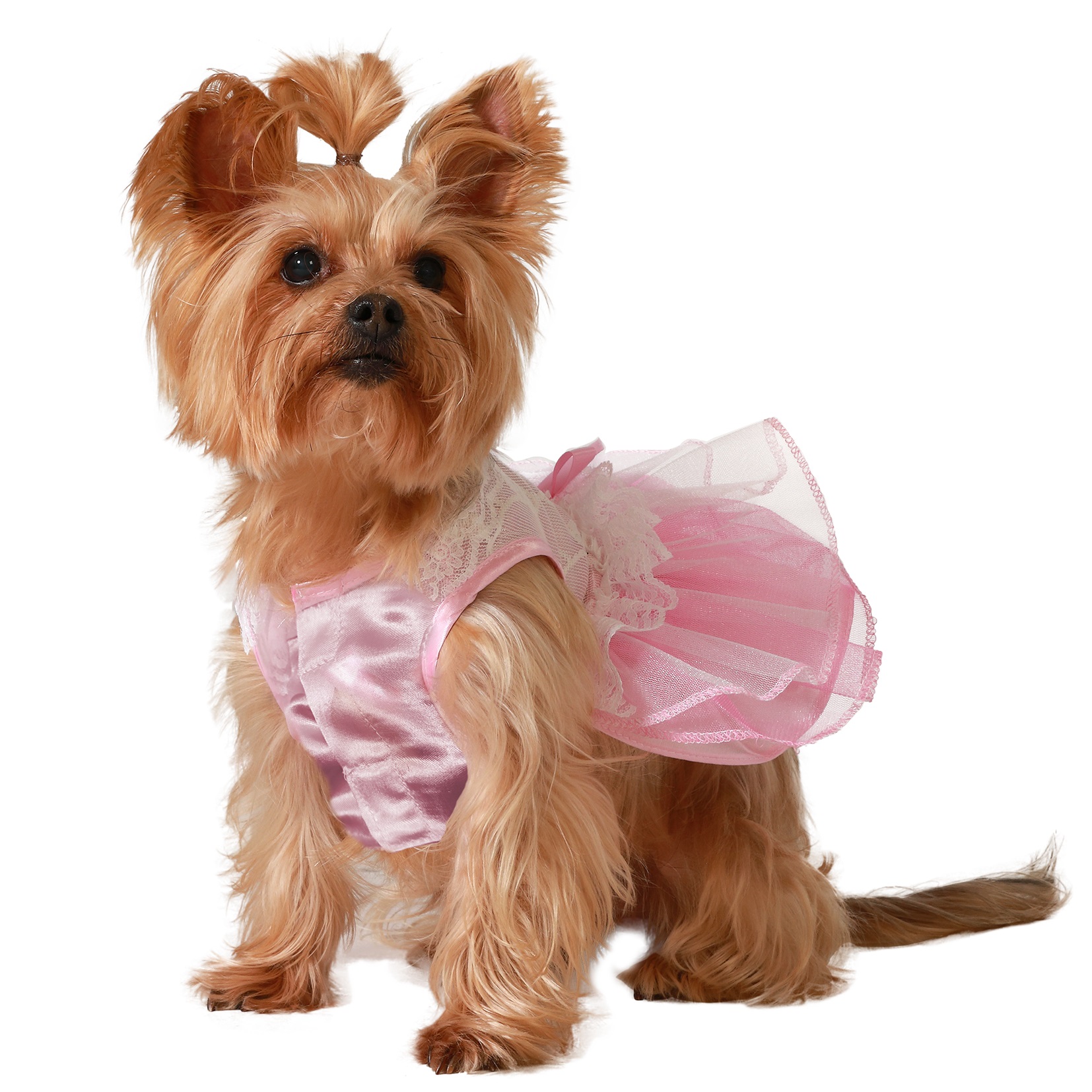 Disfraz para Perro Mascota