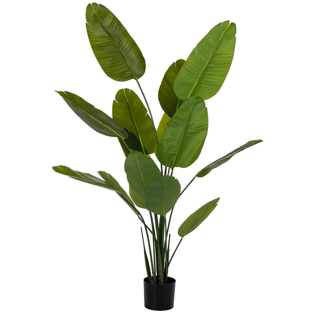 Sterlitzia decorativa artificial de color verde Medidas: 80x80x180cm