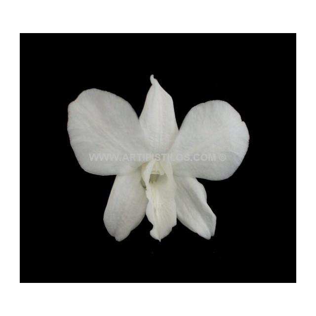 DENDROBIUN 7 X 4 CMS.