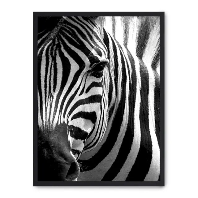 Lámina con marco negro ZEBRA CLOSE UP 21x30 cm, Póster impreso en papel de primera calidad de 180gr, montado sobre marco de madera MDF acabado en negro., Naturaleza - Safari