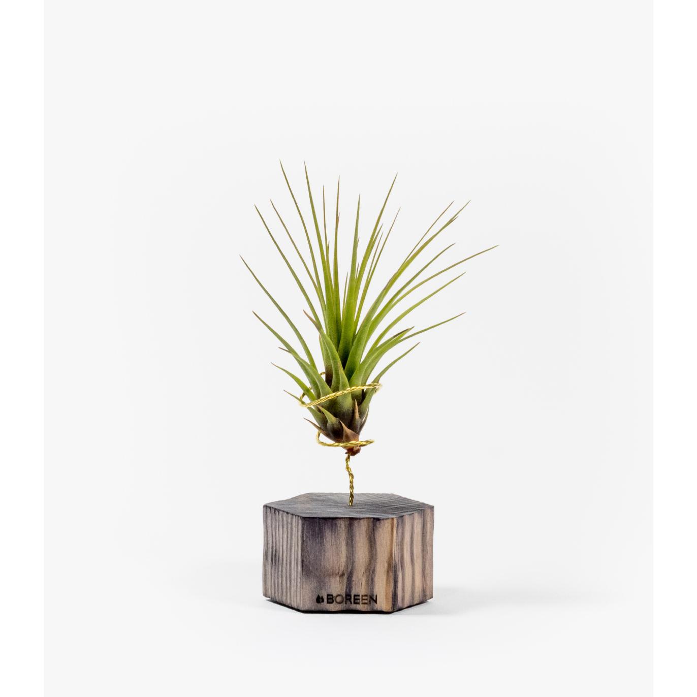 Planta de Aire Tillandsia Tricolor con Soporte Hexagonal de Madera Negra - Diseño Minimalista Sostenible Hecho a Mano en España por BOREEN